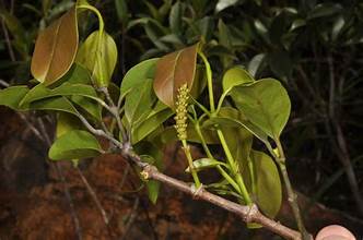 Gnetum latifolium